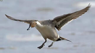 Northern Pintail