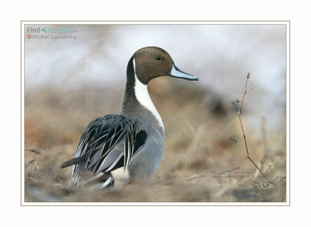 Canard pilet mâle adulte