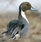 Northern Pintail