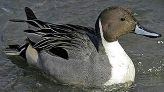 Northern Pintail