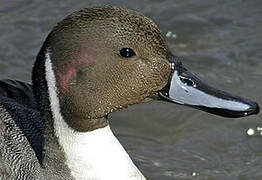 Northern Pintail