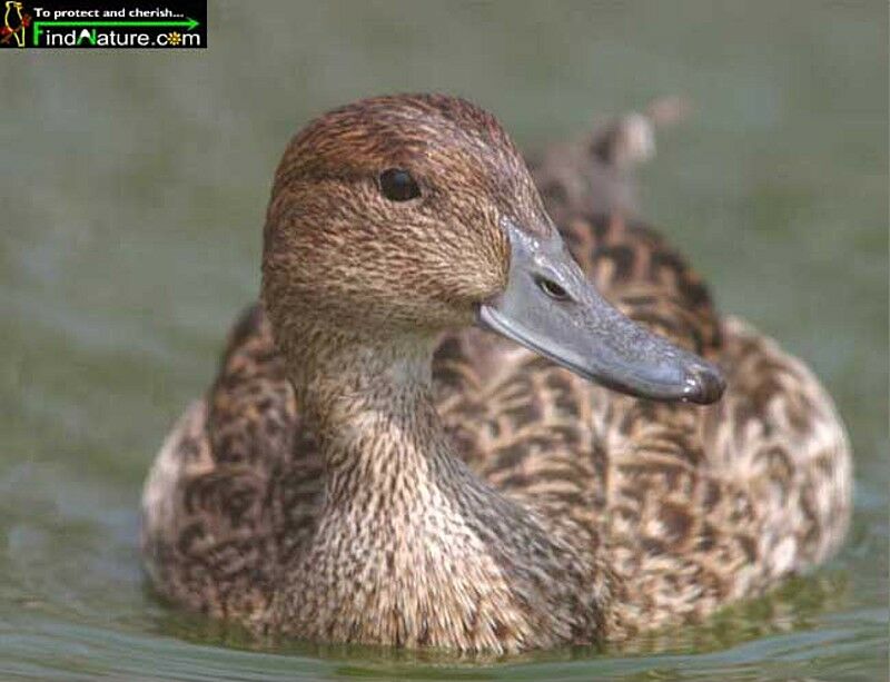 Canard pilet