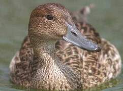 Northern Pintail