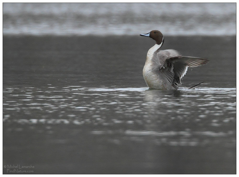 Northern Pintail male adult