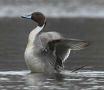 Northern Pintail