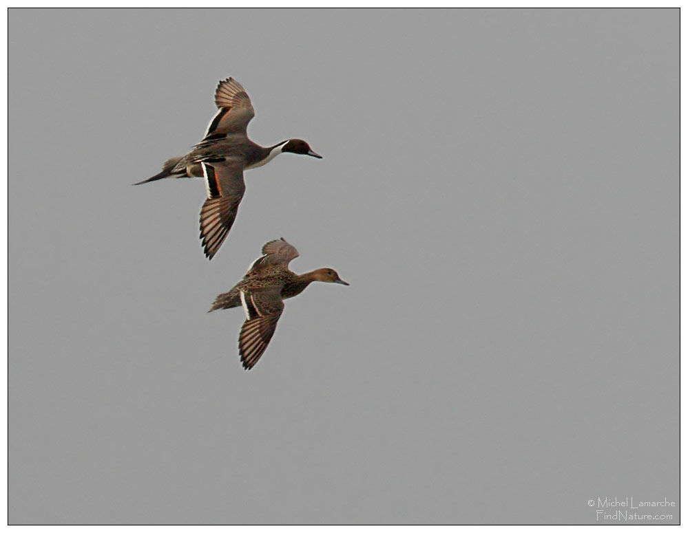 Northern Pintail 