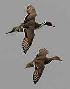 Northern Pintail