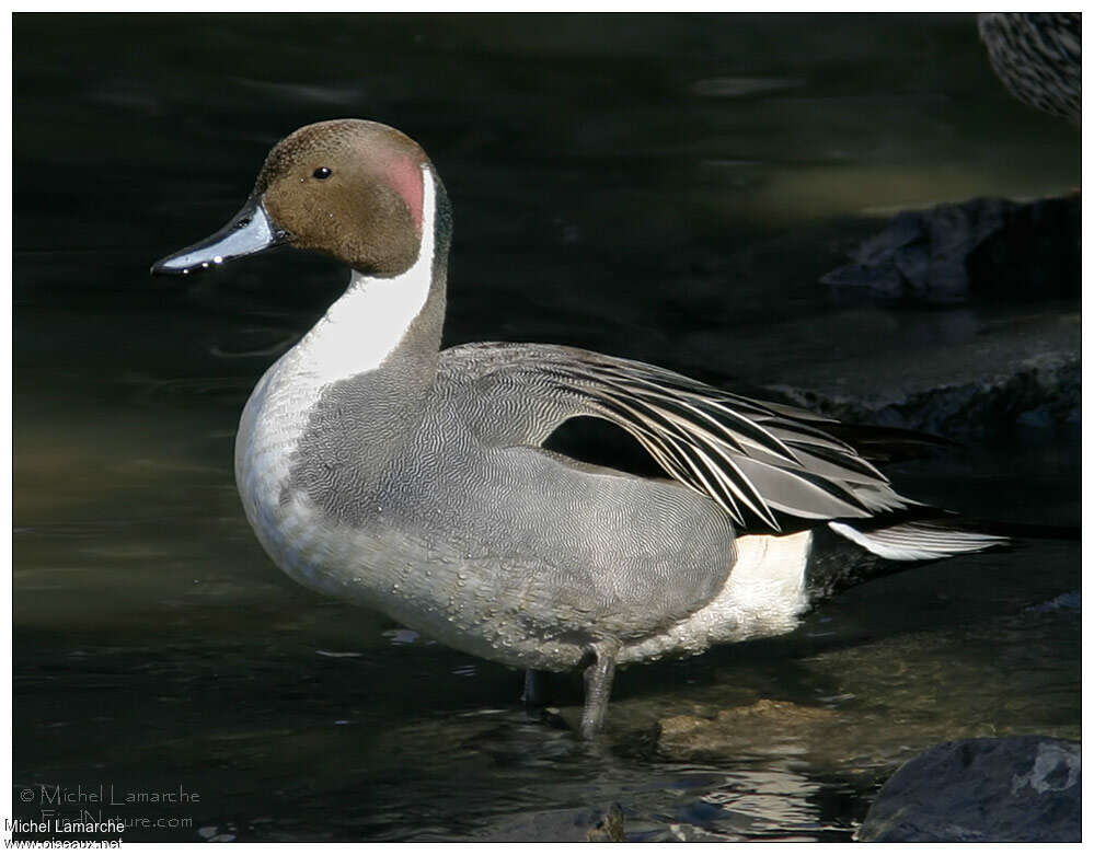 Canard pilet mâle adulte