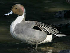 Northern Pintail