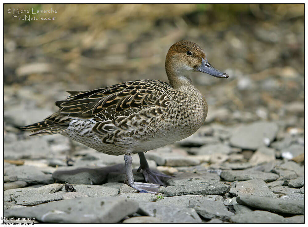 Canard pilet femelle adulte, identification