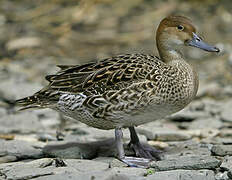 Northern Pintail