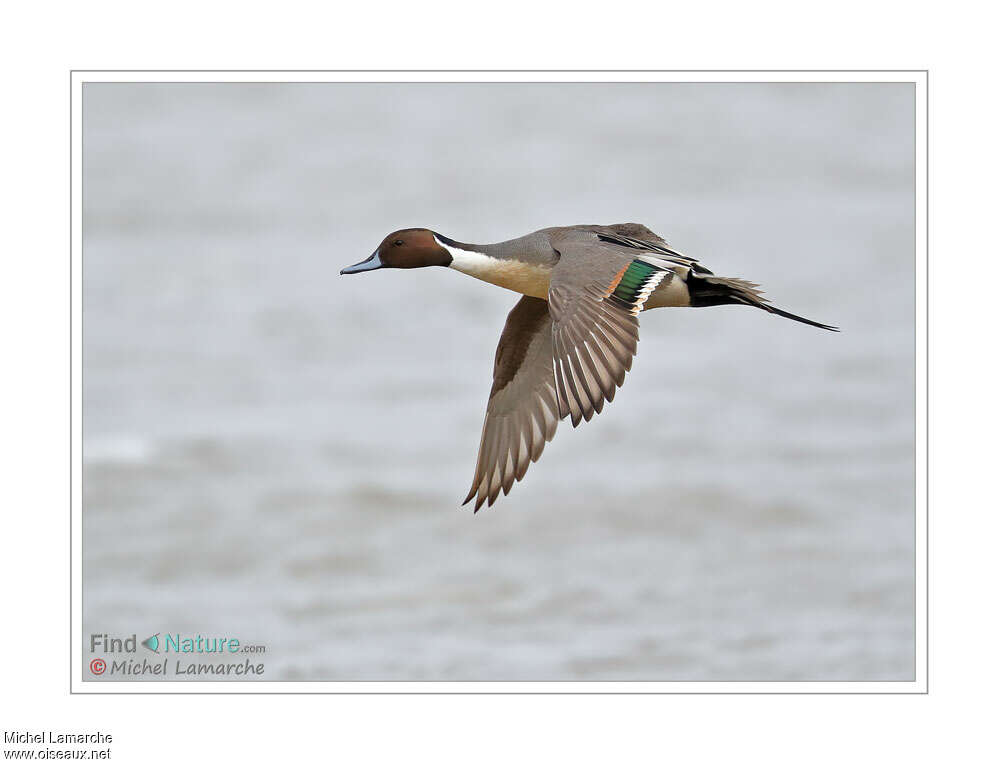 Canard pilet mâle adulte nuptial, Vol