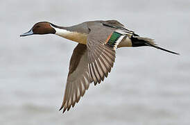 Northern Pintail