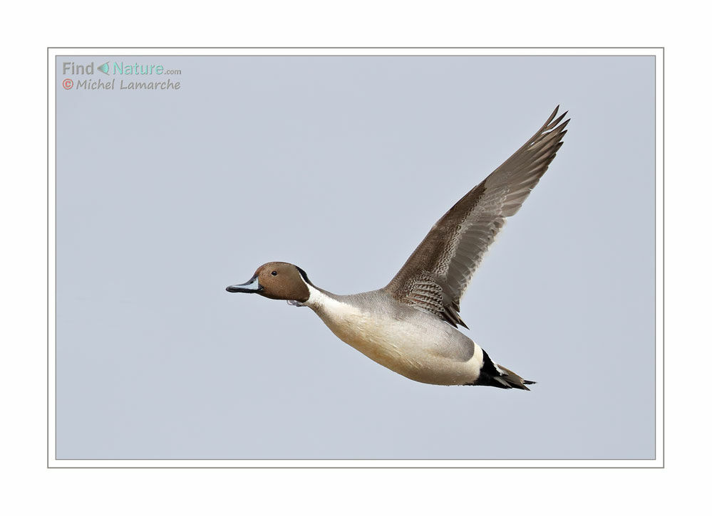 Northern Pintail male adult, Flight