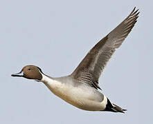 Northern Pintail