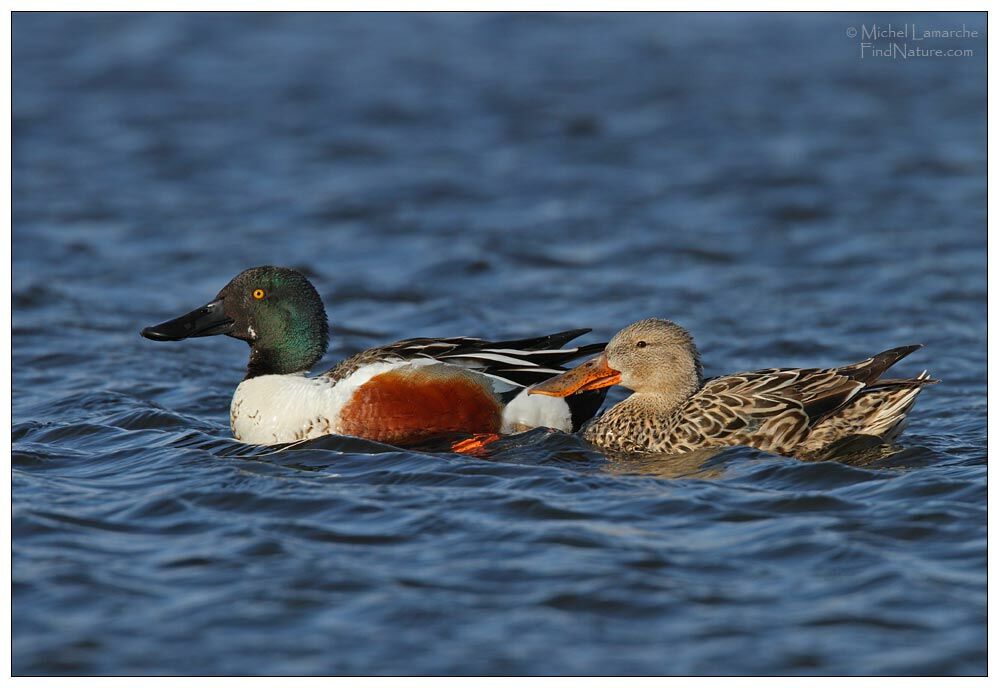 Northern Shoveler adult