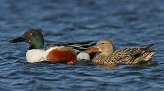 Northern Shoveler