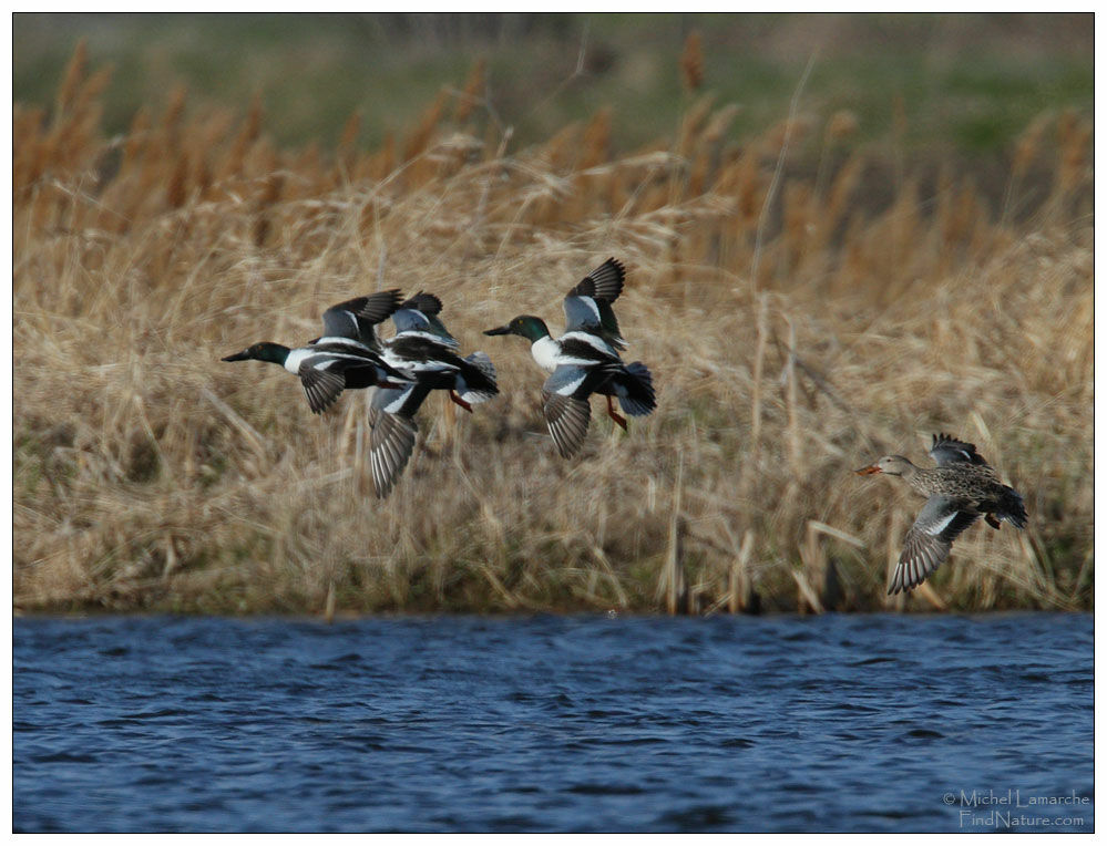 Canard souchet mâle adulte nuptial