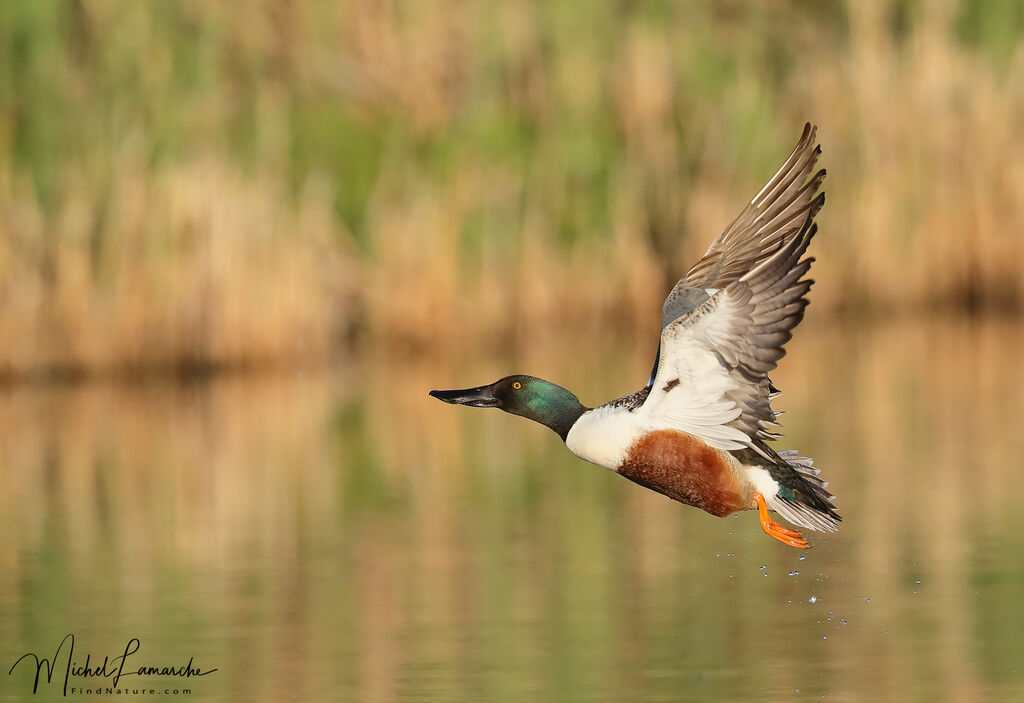 Northern Shoveler male adult breeding, Flight