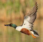 Northern Shoveler