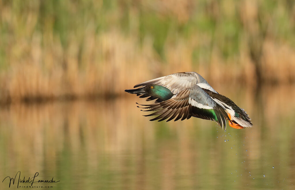 Northern Shoveler male adult breeding, Flight