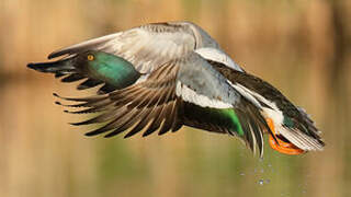 Northern Shoveler