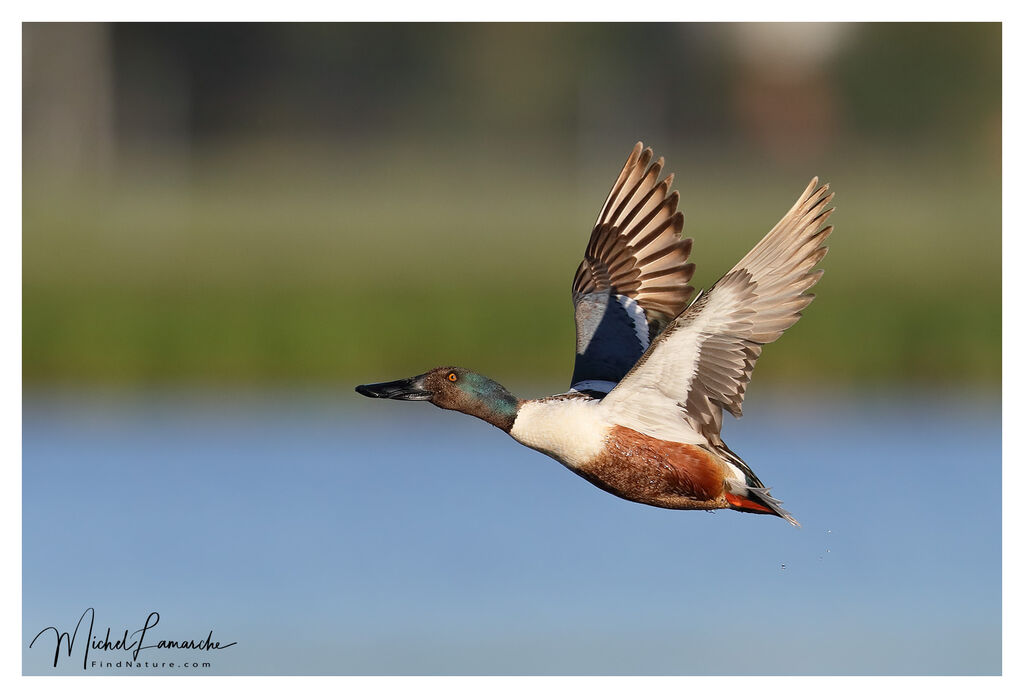 Northern Shoveler male adult breeding, Flight