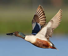 Northern Shoveler