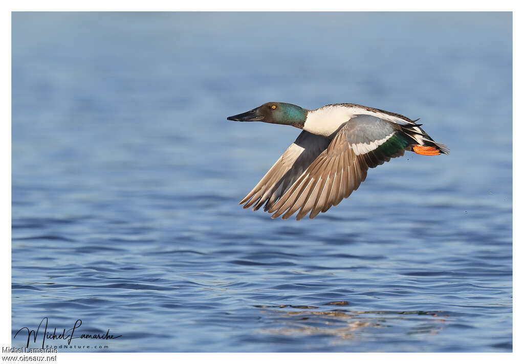 Canard souchet mâle adulte nuptial, Vol