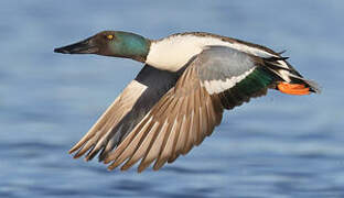 Northern Shoveler