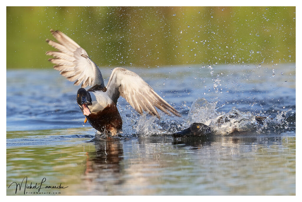 Canard souchet mâle adulte nuptial