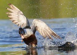 Northern Shoveler