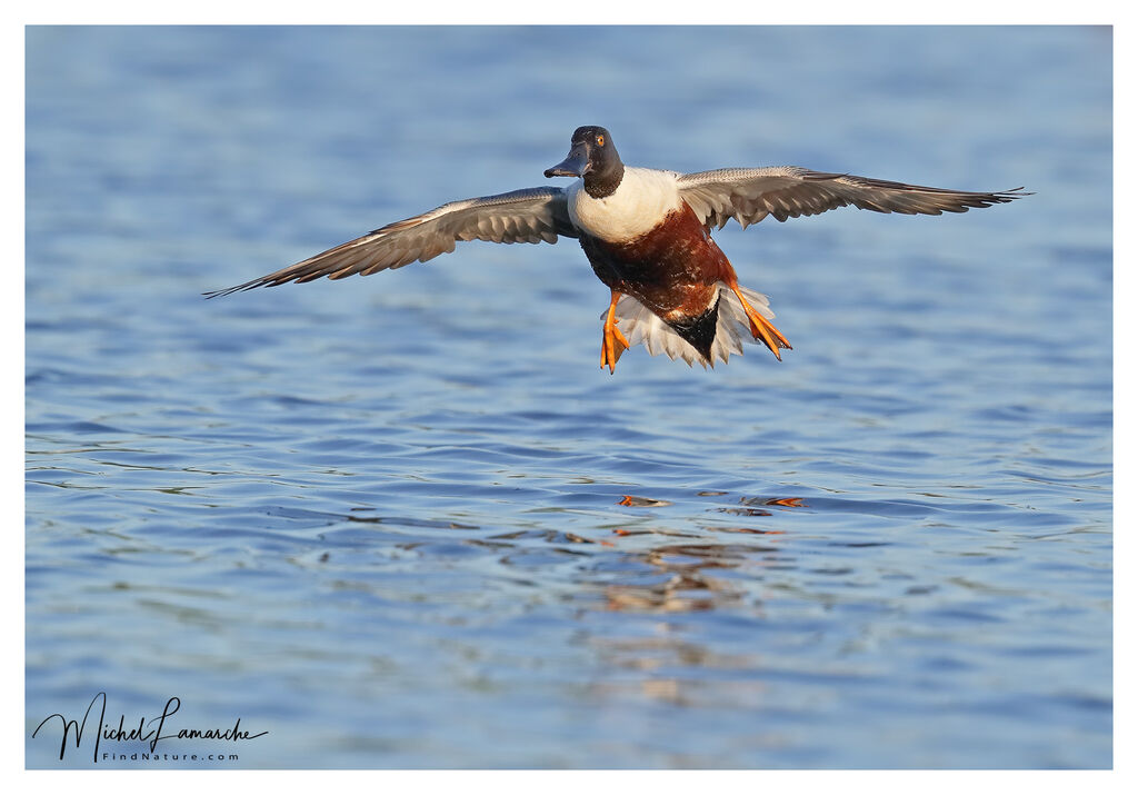 Canard souchet mâle adulte nuptial, Vol