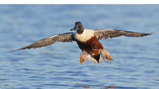 Northern Shoveler