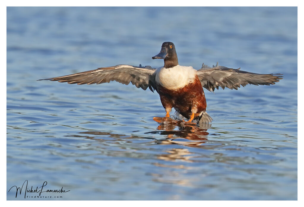 Canard souchet mâle adulte nuptial