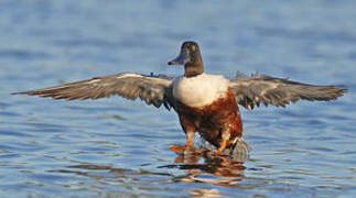 Northern Shoveler