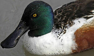 Northern Shoveler