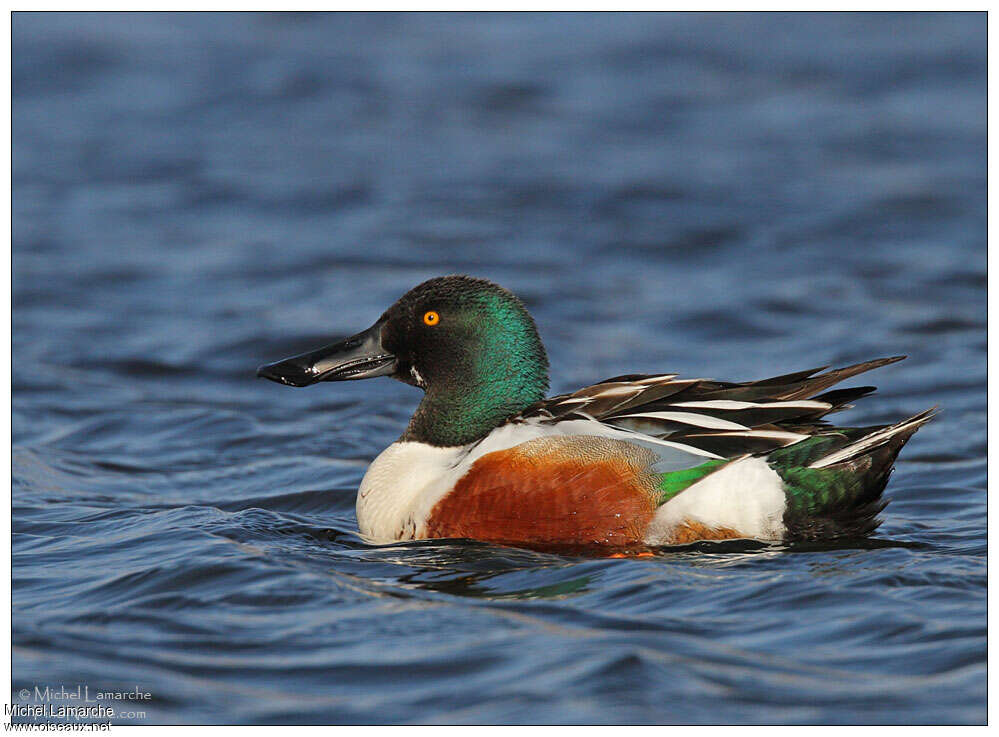 Northern Shoveler male adult breeding, identification