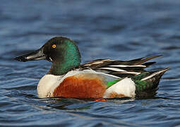 Northern Shoveler