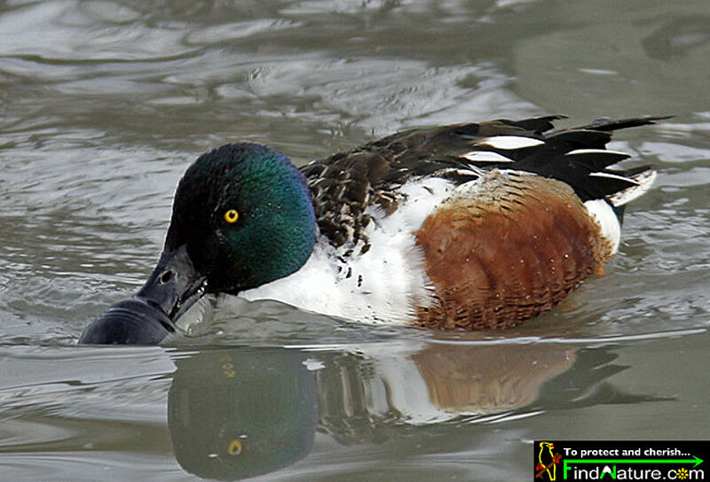 Northern Shoveler male adult