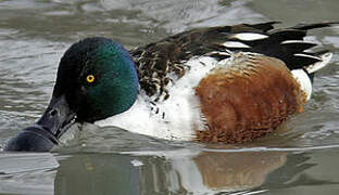 Northern Shoveler