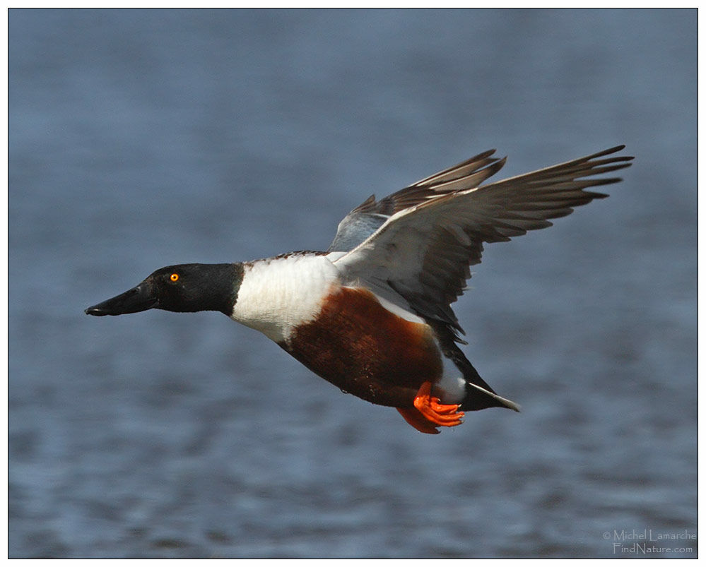 Canard souchet mâle adulte nuptial