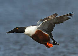 Northern Shoveler