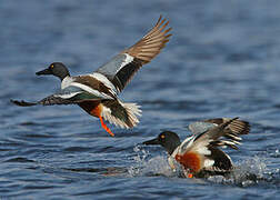 Northern Shoveler