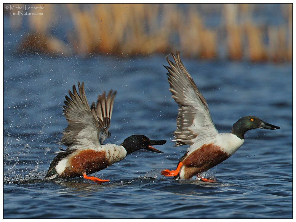 Canard souchet mâle adulte nuptial