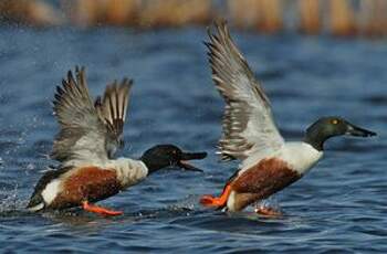 Canard souchet