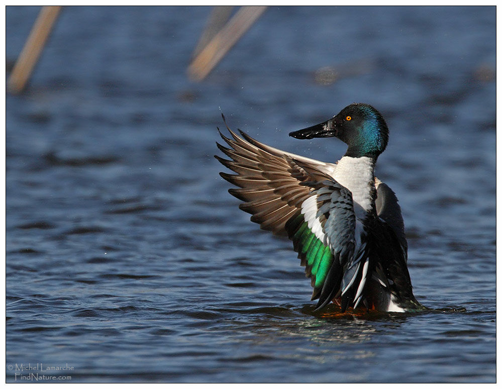 Canard souchet mâle adulte nuptial