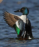 Northern Shoveler