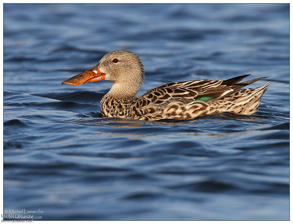 Canard souchet femelle adulte, identification