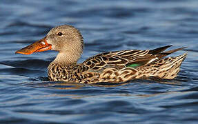 Canard souchet